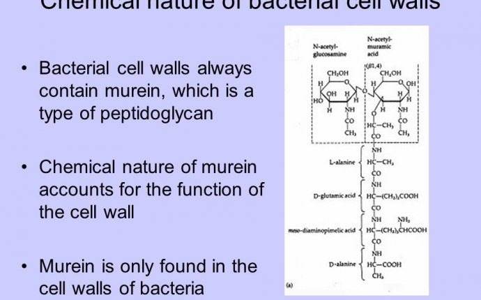 Cell Walls Cell wall is a structure that completely surrounds the