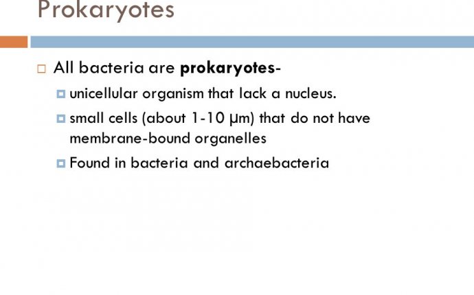 Classification, Bacteria, and Viruses - ppt download