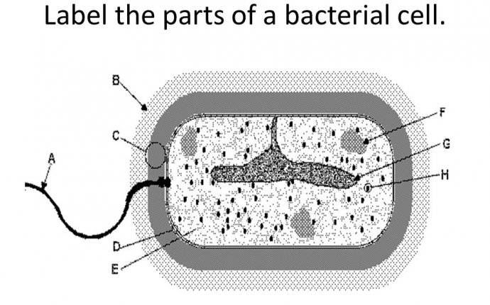 Diseases, Pathogens & Lifestyles Diseases, Pathogens & Lifestyles