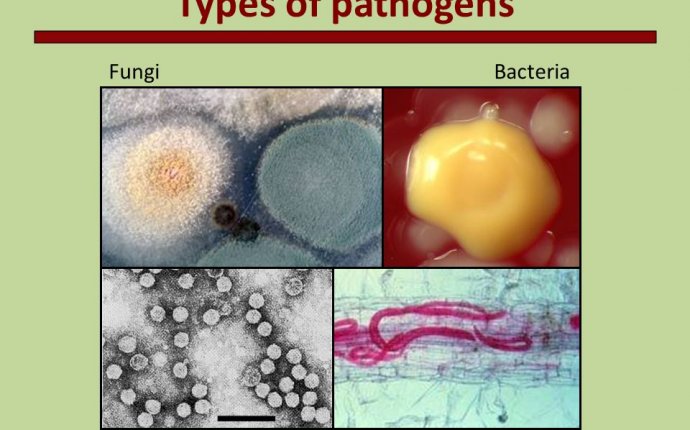 Introduction to Plant Pathology - ppt download