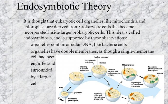 N Chapter 6, II ~ A Tour of the Cell. Other membranous organelles