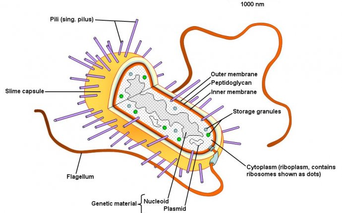 What does a Bacterial cell contain?