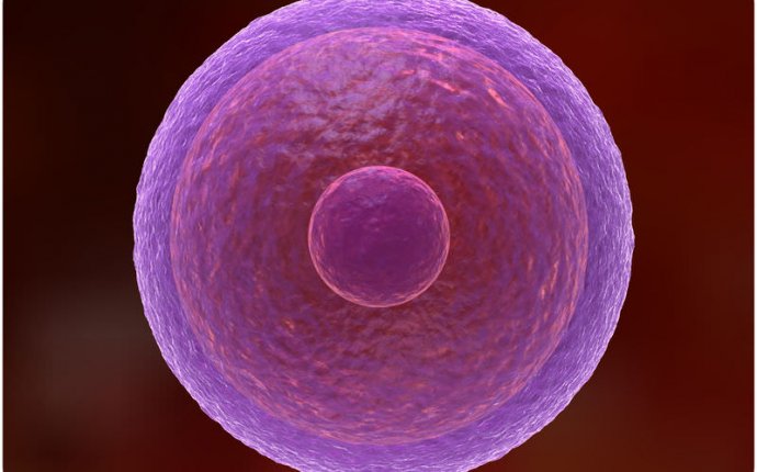 Cell Structure Location and Function