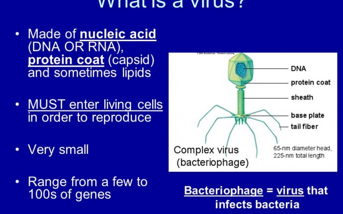 Does Bacteria have a Protein Coat