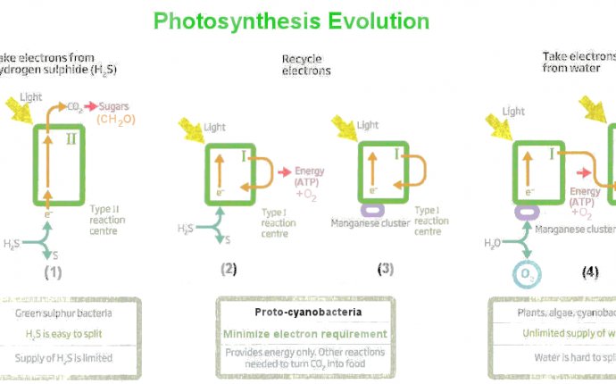 Evolution of Microorganisms