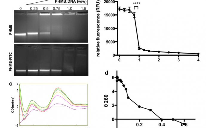 Bacterial Chromosomal DNA