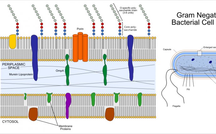 Bacterial cell Structures and Functions