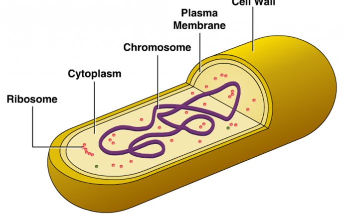 Parts of a Typical Bacterial cell