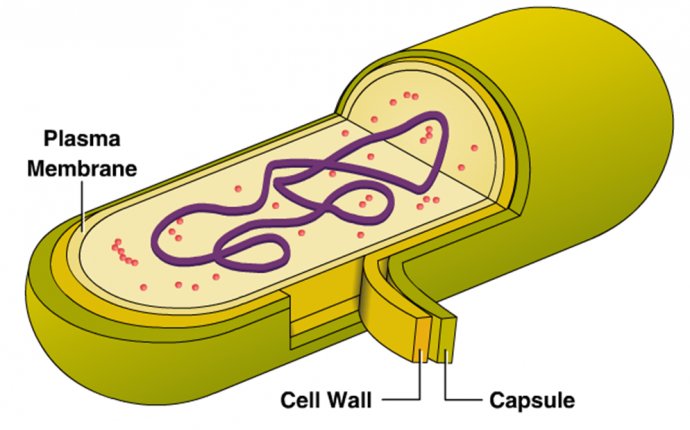 Capsule of a cell