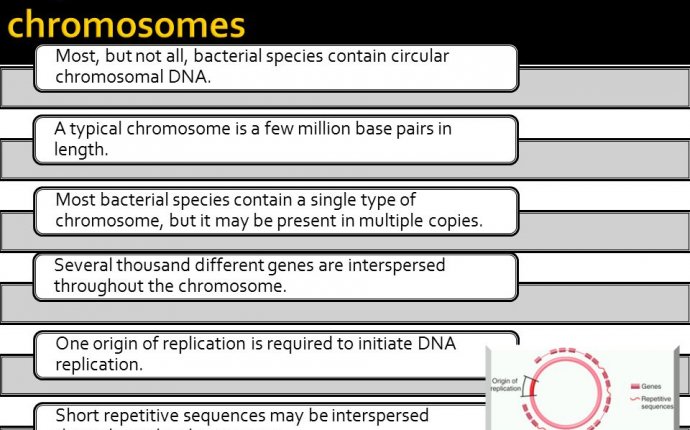 Features of Bacterial