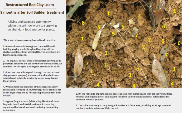 Types of Microbes in soil