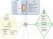 Prokaryotes, Eukaryotes, and Viruses