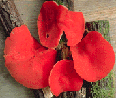 Scarlet Cup.GIF (37228 bytes)