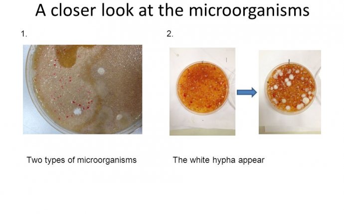 Different Kinds of Microorganisms