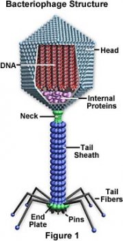 Virus Structure Image